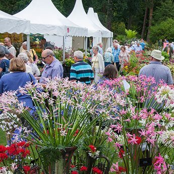 https://www.basingstokefestival.co.uk/wp-content/uploads/2018/05/flowers-e1527079227675.jpg